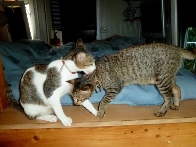 Die beiden grossen Katzen vom Swiss Garden inspizieren den LoGi.